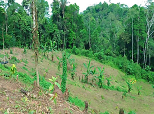 Eco reforestation in Ecuador