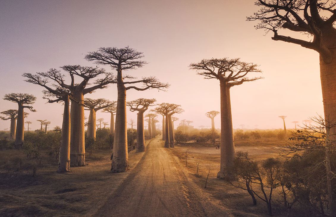 Image of baobab trees