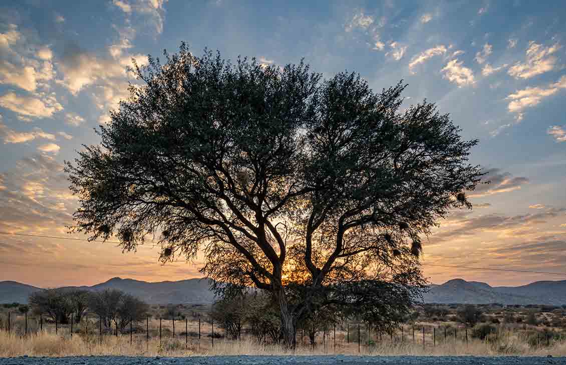 Tree at sunset in the African wilderness. 