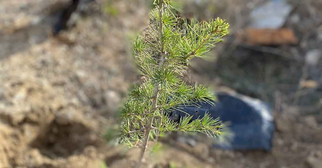 Newly planted pine sapling.